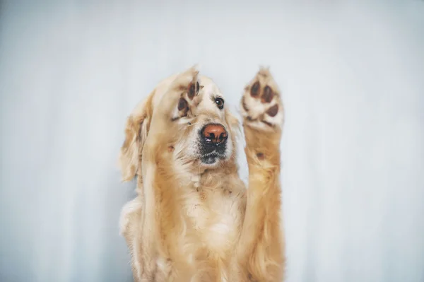 Golden Retriever dog shows trick on a white background