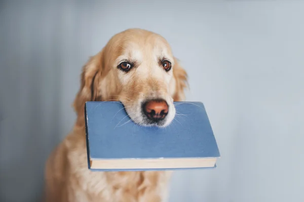 Golden Retriever dog holding blue book on a white background