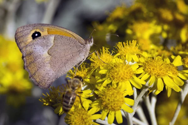 Butterfly close up shot.