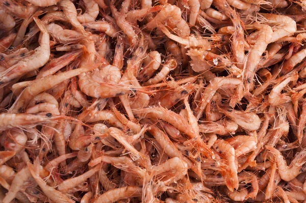 Shrimps background texture.
