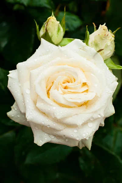White rose with drops