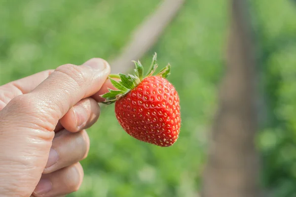Ripe strawberry in hand.