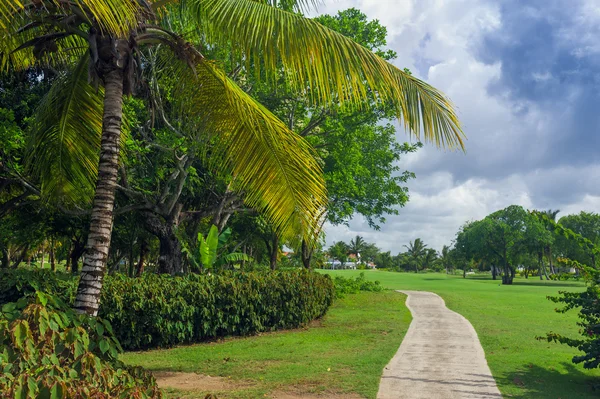 Exotic Palms Beach Resort Grounds. Beautiful Palm tree in tropical garden.