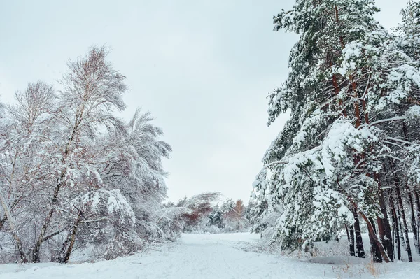 Snow-covered forest road, winter landscape. Cold and snowy winter road with blue evergreens and grey clouded skies. Christmas and New Year Tree.