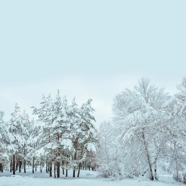 Snow-covered forest road, winter landscape. Cold and snowy winter road with blue evergreens and grey clouded skies. Christmas and New Year Tree.