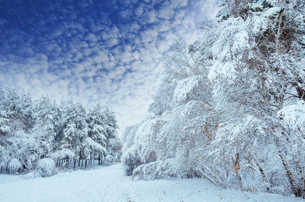 New Year tree in winter forest. Beautiful winter landscape with snow covered trees. Trees covered with hoarfrost and snow. Beautiful winter landscape in the forest. Sunset