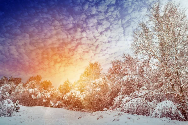 New Year tree in winter forest. Beautiful winter landscape with snow covered trees. Trees covered with hoarfrost and snow. Beautiful winter landscape in the forest. Sunset