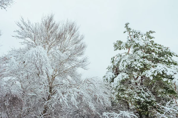 New Year tree in winter forest. Beautiful winter landscape with snow covered trees. Trees covered with hoarfrost and snow. Beautiful winter landscape in the forest.