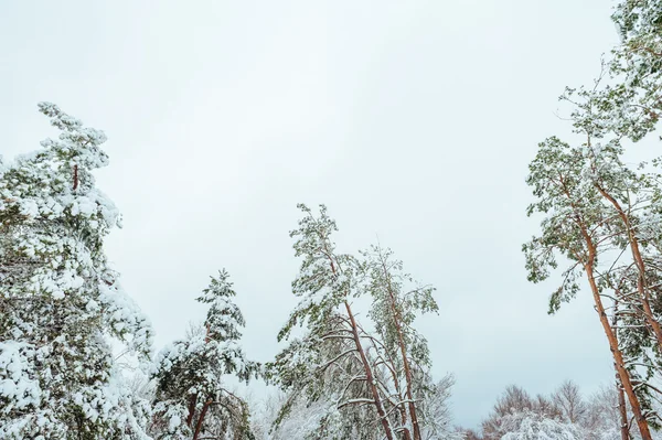 New Year tree in winter forest. Beautiful winter landscape with snow covered trees. Trees covered with hoarfrost and snow. Beautiful winter landscape in the forest.