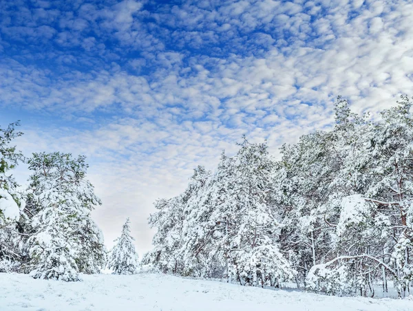 New Year tree in winter forest. Beautiful winter landscape with snow covered trees. Trees covered with hoarfrost and snow. Beautiful winter landscape. Snow-covered tree branch. Winter background.