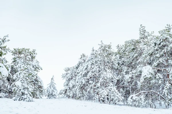 New Year tree in winter forest. Beautiful winter landscape with snow covered trees. Trees covered with hoarfrost and snow. Beautiful winter landscape. Snow-covered tree branch. Winter background.