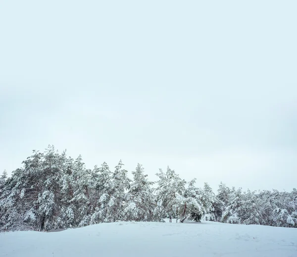 New Year tree in winter forest. Beautiful winter landscape with snow covered trees. Trees covered with hoarfrost and snow. But