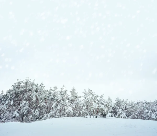 New Year tree in winter forest. Beautiful winter landscape with snow covered trees. Trees covered with hoarfrost and snow. But