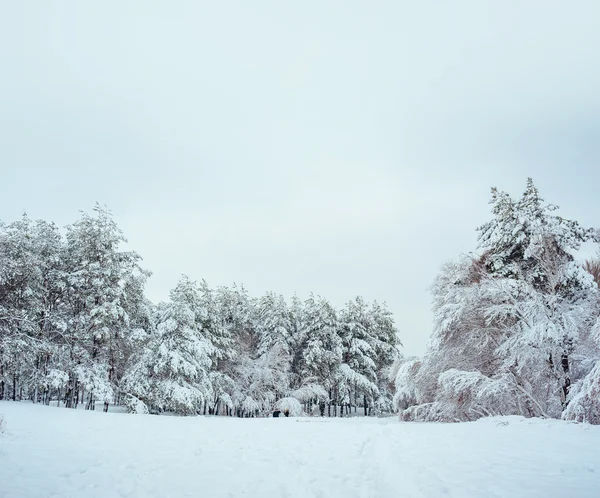 New Year tree in winter forest. Beautiful winter landscape with snow covered trees. Trees covered with hoarfrost and snow. But