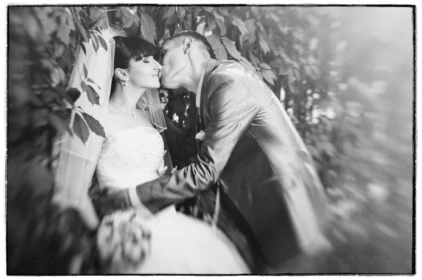 Bride and Groom at wedding Day walking Outdoors on spring nature. Bridal couple, Happy Newlywed woman and man embracing in green park. Loving wedding couple outdoor