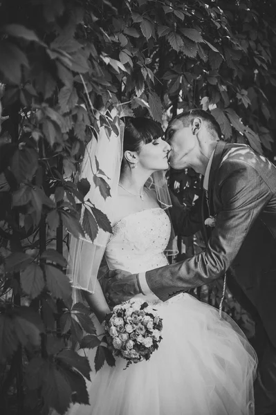 Bride and Groom at wedding Day walking Outdoors on spring nature. Bridal couple, Happy Newlywed woman and man embracing in green park. Loving wedding couple outdoor