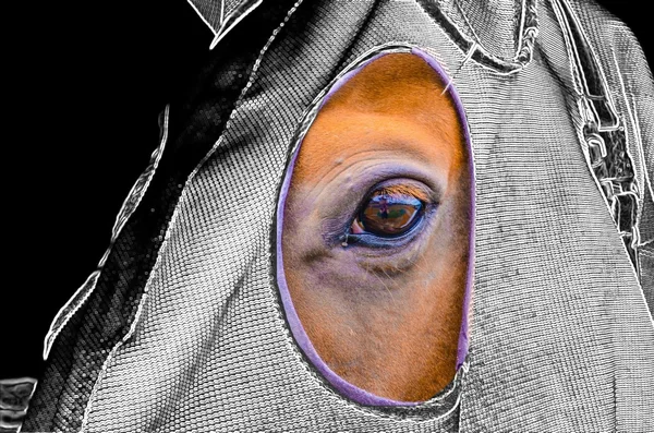 Portrait of knight\'s horse