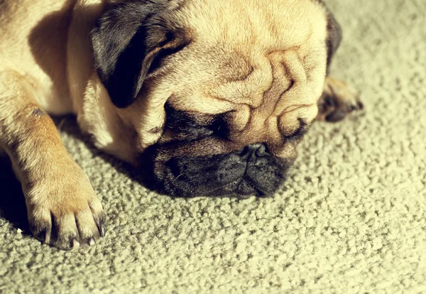 Cute pug puppy dog sleeping