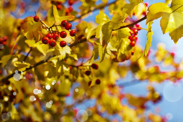 Red berries on autumn tree