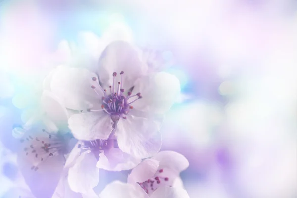 Cherry tree Blossom  flowers