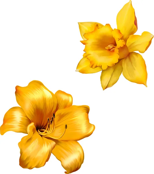 Yellow lily and  Daffodil flowers