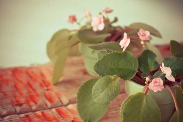 Violets on wooden table