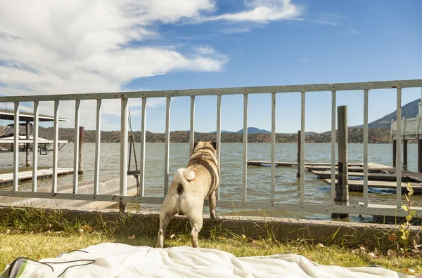 Male pug dog looking through the fence