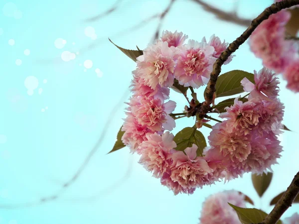 Sakura tree branch in bloom.