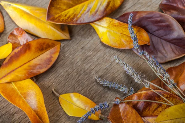 Autumn background with leaves