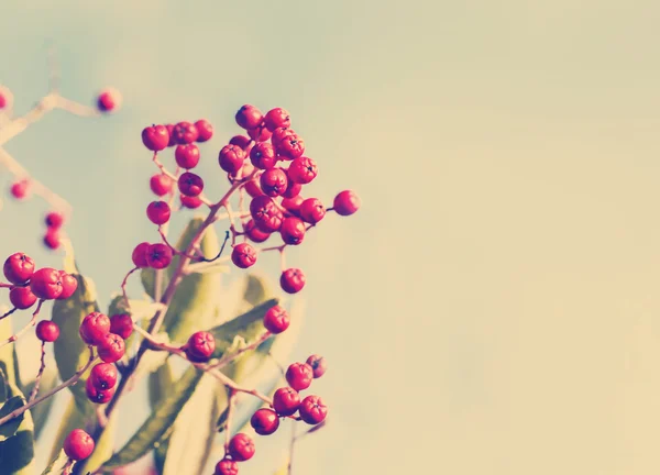 Red berries in sunset.