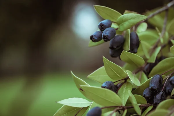 Fresh blueberries honeysuckle