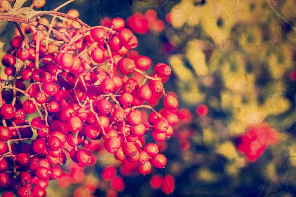 Red berries on natural background