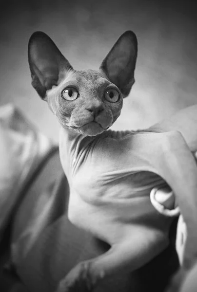 Portrait of gray sphinx kitten