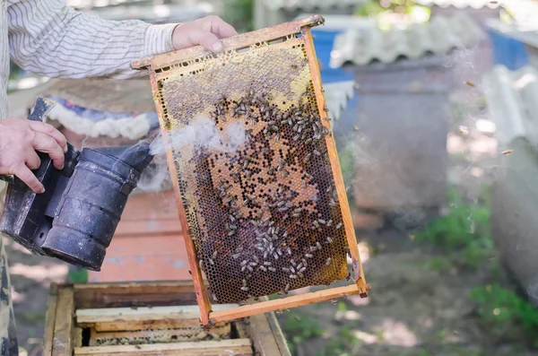 Honey honeycombs on the frame Bee smoker
