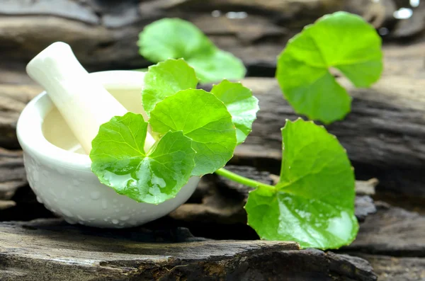 Indian pennywort, brain tonic herbal plant.