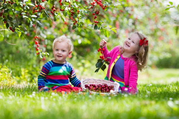 Kids picking cherry on a fruit farm