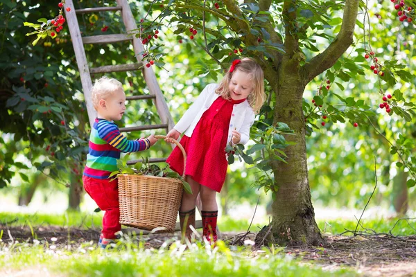 Kids picking cherry on a fruit farm
