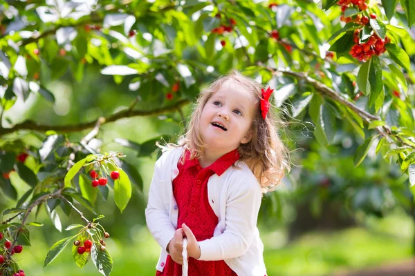 Little girl picking cherry