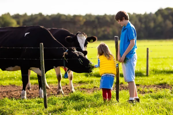 Kids feeding cow on a farm