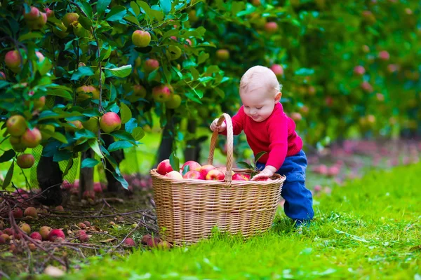 Little boy with apple basket on a farm