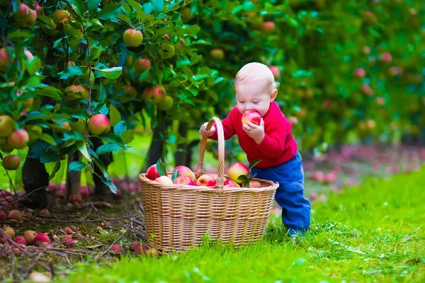 Little boy with apple basket on a farm