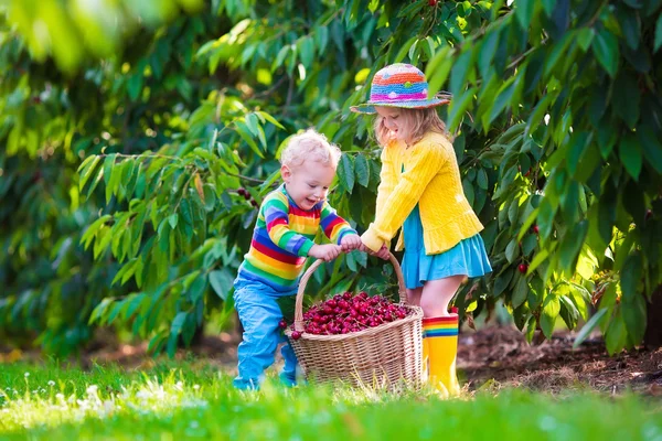 Kids picking cherry fruit on a farm