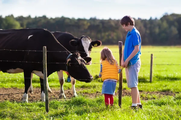 Kids feeding cow on a farm