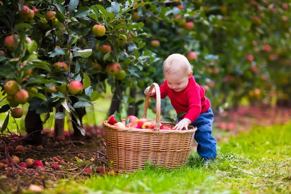 Cute baby boy picking fresh apples from tree