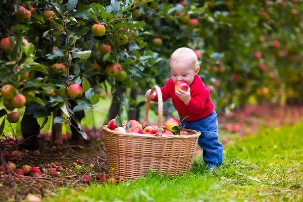 Cute baby boy picking fresh apples from tree