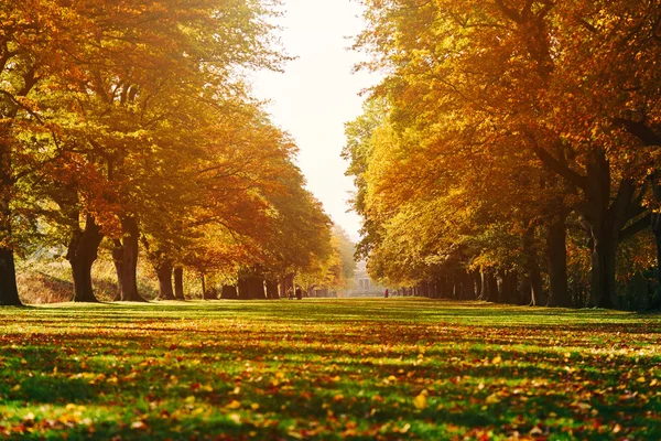 Long tree lined avenue in Autumn