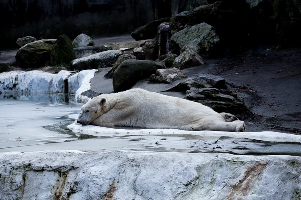 Ice bear in the zoo