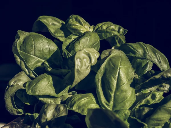 Basil plant vintage faded