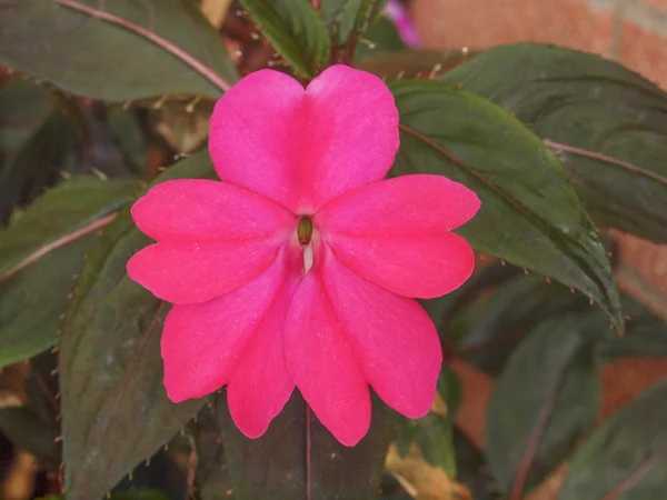 Impatiens New Guinea flower