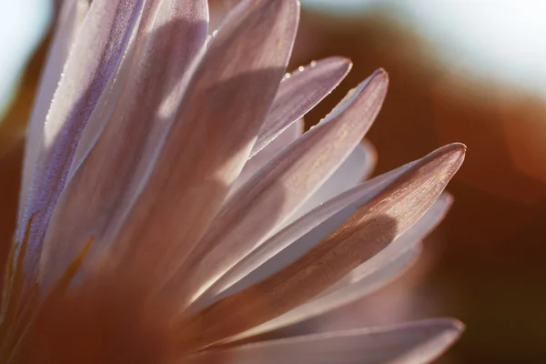 Purple flower in sunlight